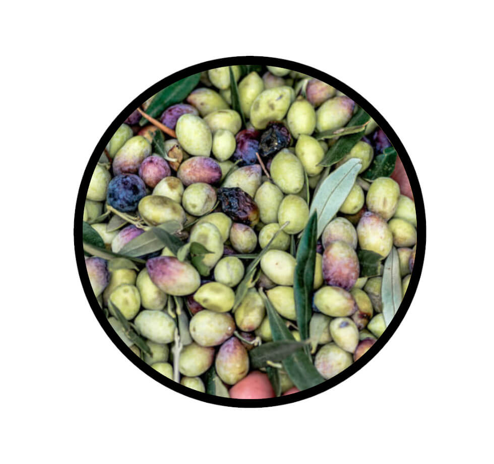 Nahaufnahme von frisch geernteten gruen-violetten Koroneiki Oliven fuer die Oelproduktion